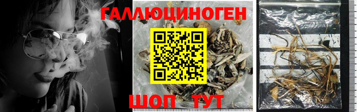 Псилоцибиновые грибы MAGIC MUSHROOMS Петропавловск-Камчатский